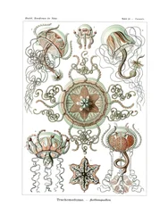 Trachomedusae, 1899-1904